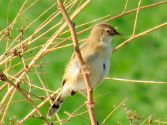 Cisticola juncidis terrestris
