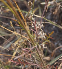 Cephalaria uralensis