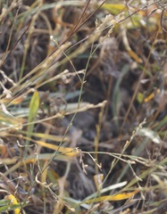 Bufonia parviflora
