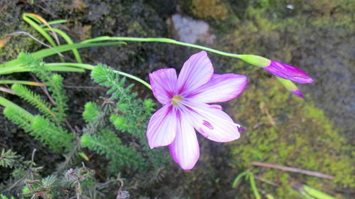 Geissorhiza outeniquensis