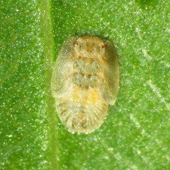 Bactericera minuta