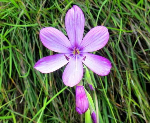 Geissorhiza outeniquensis