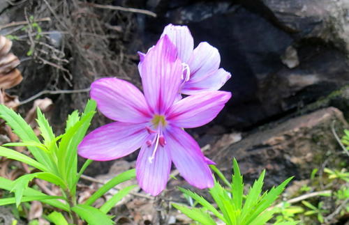 Geissorhiza outeniquensis