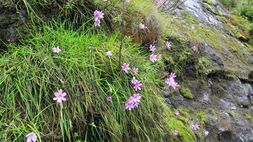 Geissorhiza outeniquensis