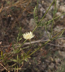 Cephalaria uralensis