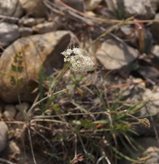 Pimpinella tragium