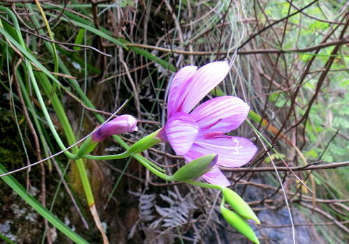 Geissorhiza outeniquensis