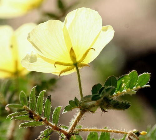 Tribulus zeyheri