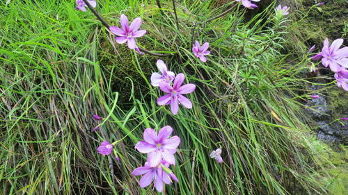 Geissorhiza outeniquensis