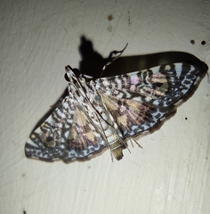 Glyphodes onychinalis