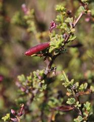 Indigofera spinescens