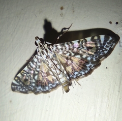 Glyphodes onychinalis