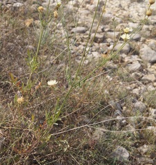 Cephalaria uralensis