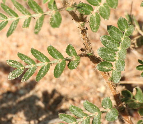 Tribulus zeyheri subsp. zeyheri image