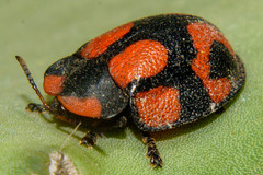 Botanochara angulata