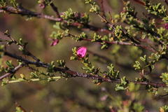 Indigofera spinescens