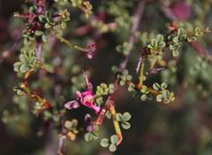 Indigofera spinescens