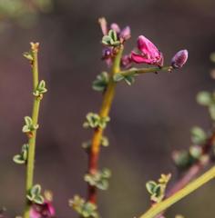Indigofera spinescens