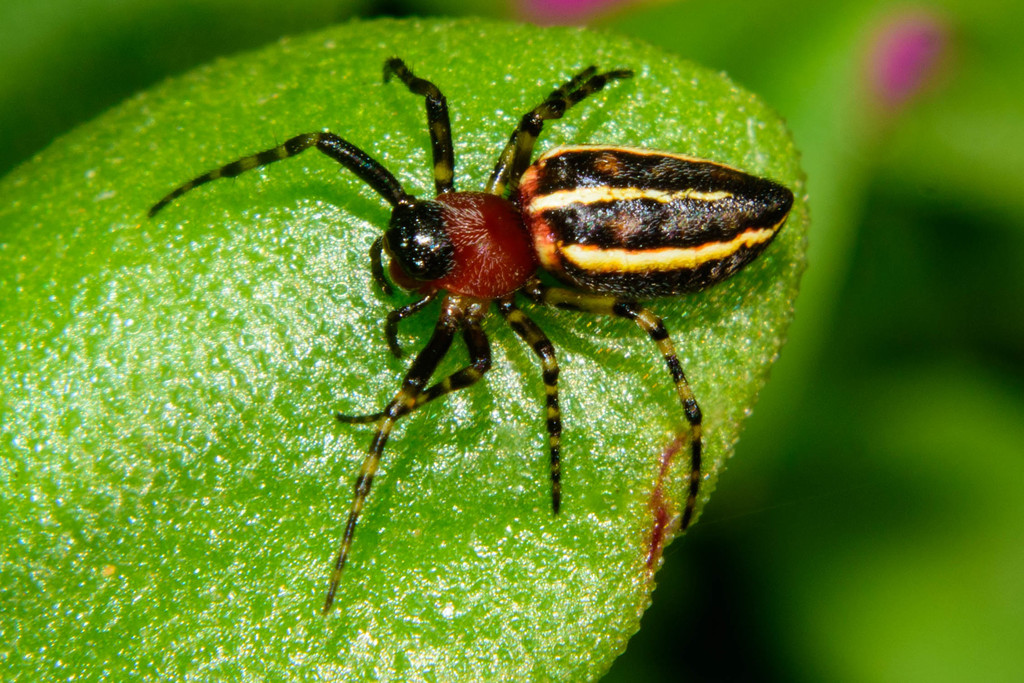 Alpaida leucogramma