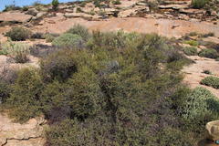 Indigofera spinescens