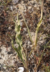 Takhtajaniantha crispa