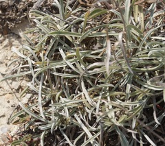 Convolvulus holosericeus