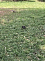 Sciurus carolinensis