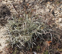 Convolvulus holosericeus