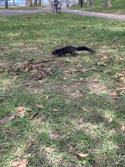 Sciurus carolinensis