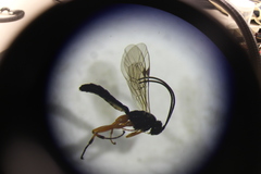 Ichneumonidae