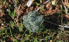 Gethyllis lanuginosa