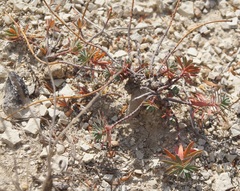 Euphorbia petrophila