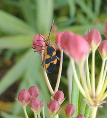 Oncopeltus fasciatus