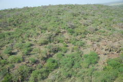 Aloe marlothii marlothii