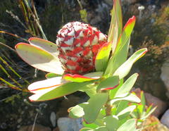 Leucadendron barkerae