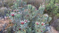 Leucadendron barkerae