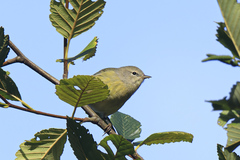Leiothlypis celata orestera