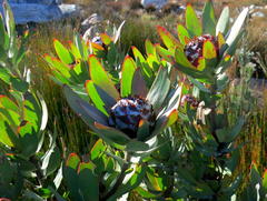 Leucadendron barkerae