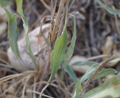 Takhtajaniantha crispa