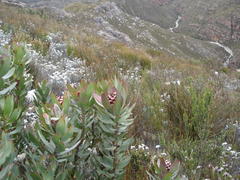 Leucadendron barkerae