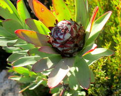 Leucadendron barkerae