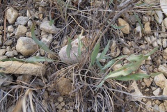 Takhtajaniantha crispa