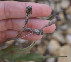 Takhtajaniantha crispa