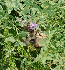 Bombus impatiens