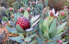 Leucadendron barkerae