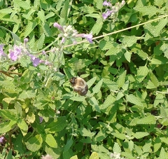Bombus impatiens