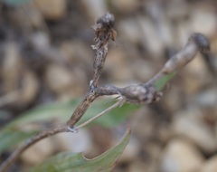 Takhtajaniantha crispa