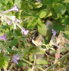 Bombus impatiens