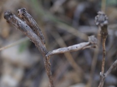 Takhtajaniantha crispa