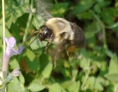 Bombus impatiens